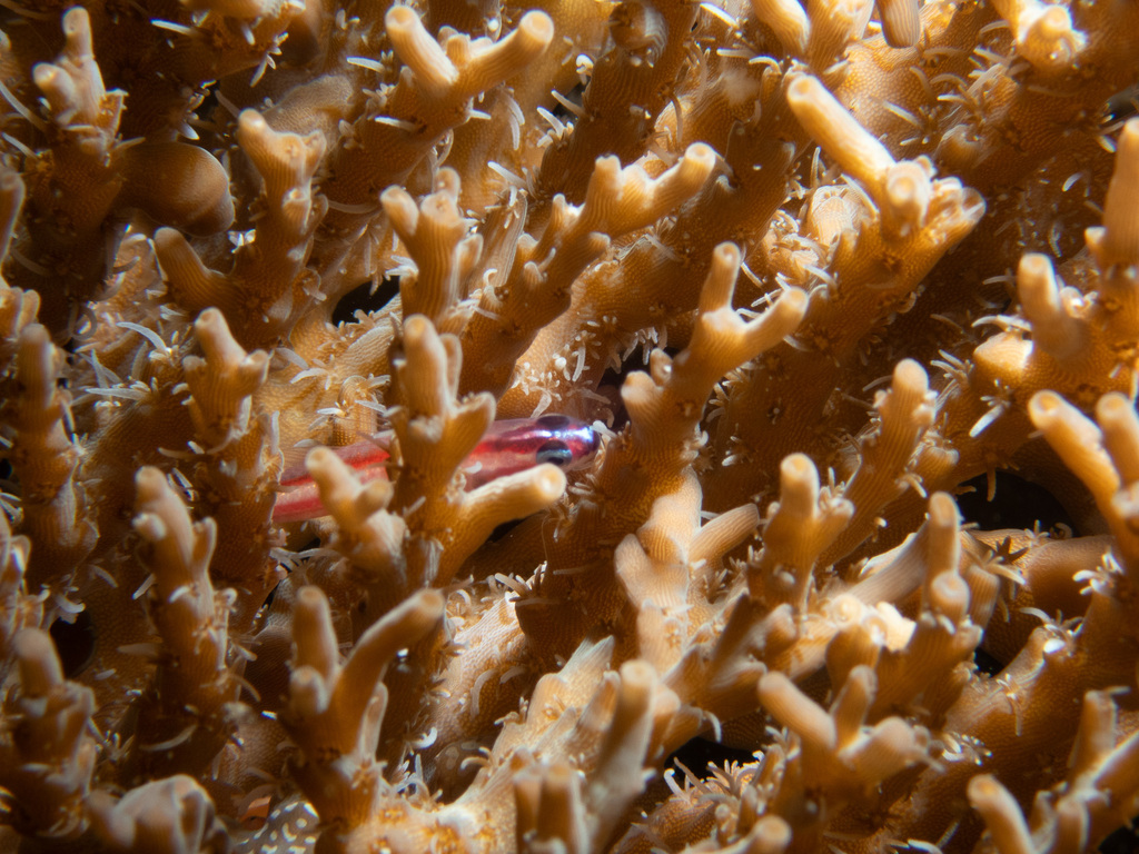 Doublebar Goby (Eviota bifasciata)