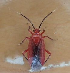 Coccobaphes frontifer