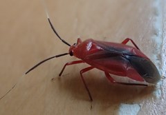 Coccobaphes frontifer