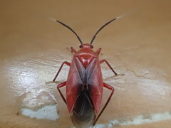 Coccobaphes frontifer