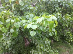 Gyrocarpus americanus