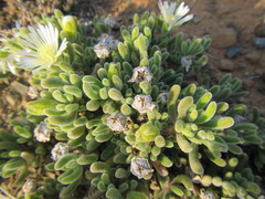 Drosanthemum framesii