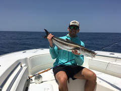 Rachycentron canadum