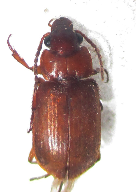 Somoplatus