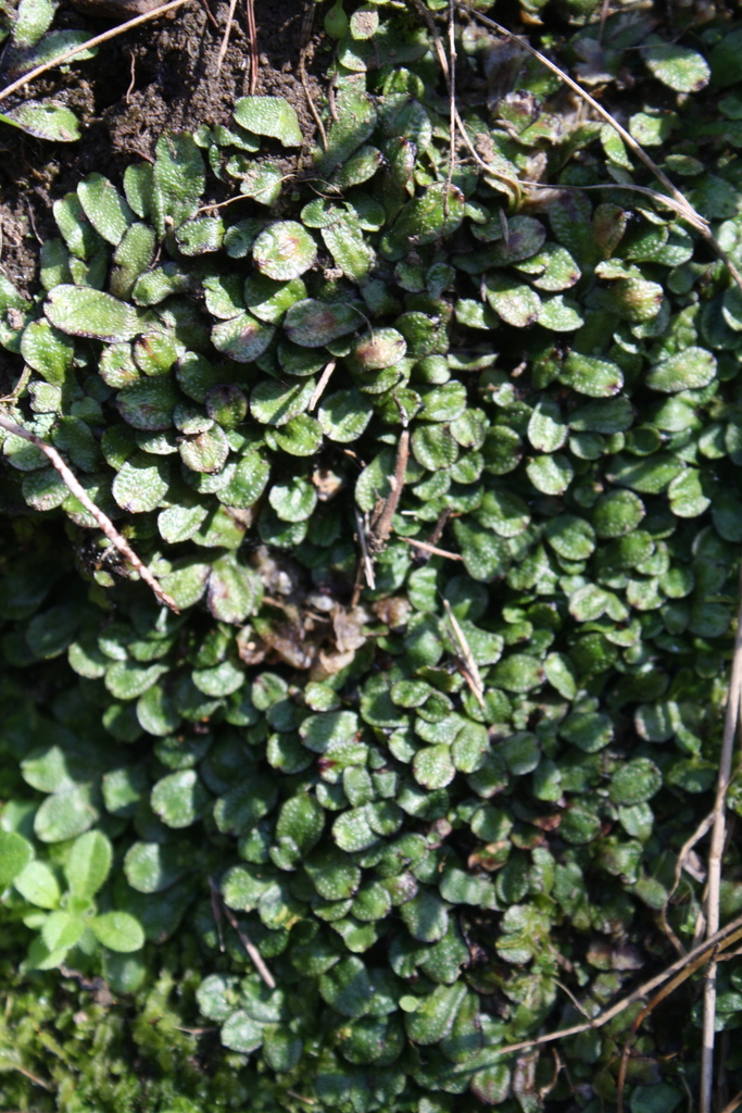 Asterella australis from Pine Valley, North Bank Wairau, Marlborough on ...
