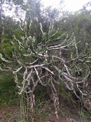 Euphorbia antiquorum