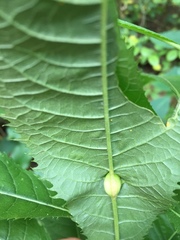 Neolasioptera vernoniae