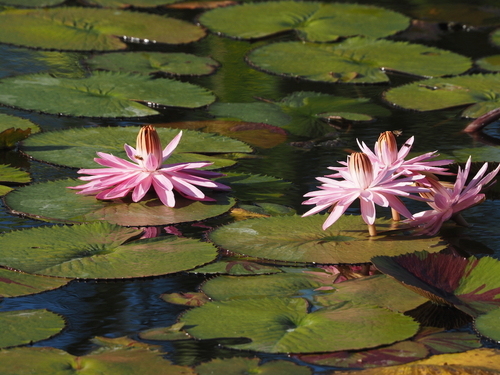 Nymphaea × rosea
