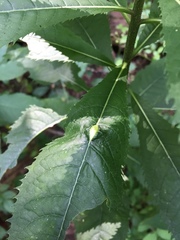 Neolasioptera vernoniae