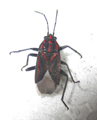 Spilostethus trilineatus