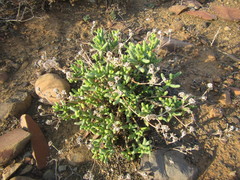 Mesembryanthemum nitidum