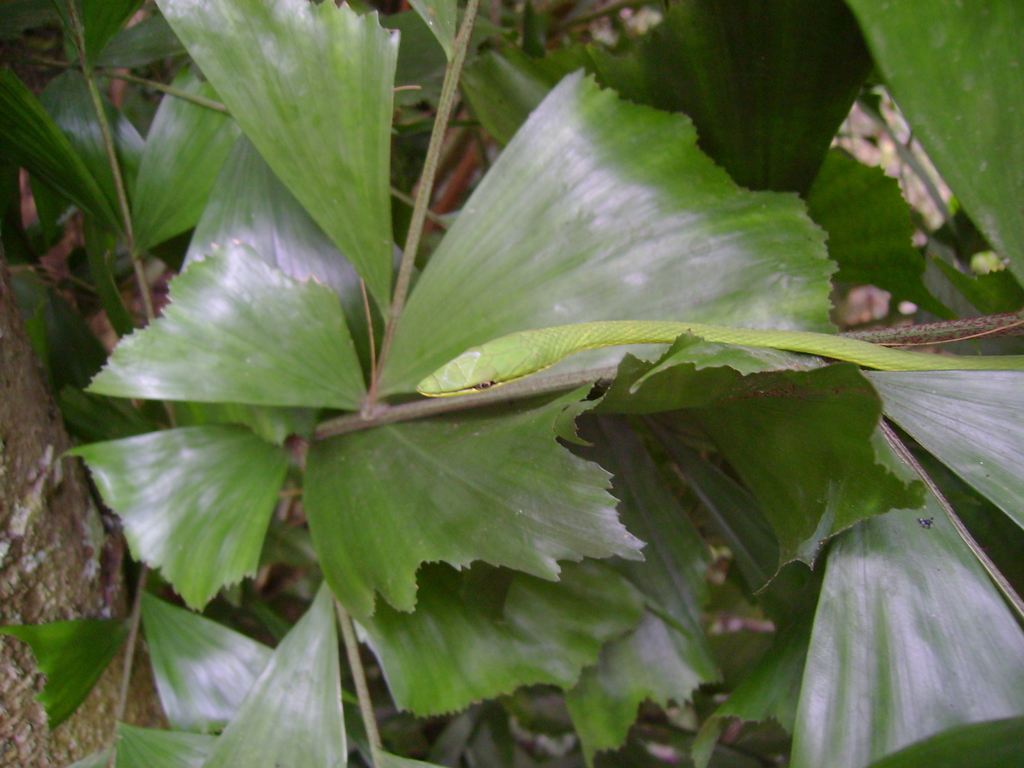 Pointed Snake
