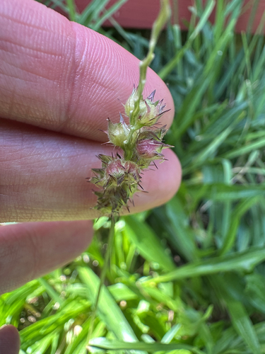 Cenchrus echinatus observed 2025-02-25