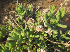 Mesembryanthemum nitidum