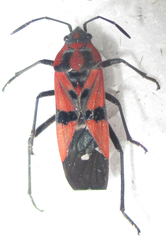 Spilostethus macilentus