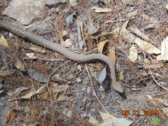 Crotalus willardi silus