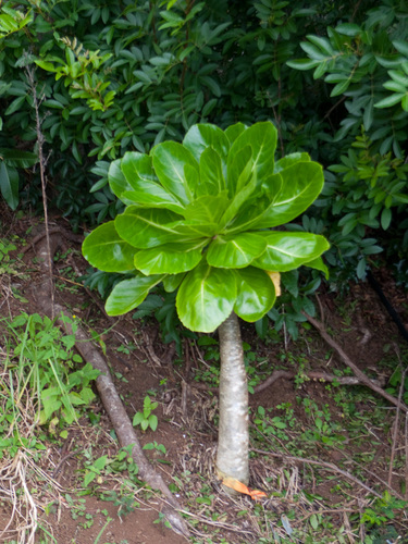 Brighamia rockii