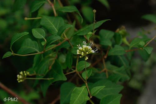 Pisoniella arborescens, photograph 5