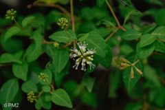 (c) Lourdes Mariel Quarin, some rights reserved (CC BY) Pisoniella arborescens, photograph (c) Lourdes Mariel Quarin, some rights reserved (CC BY)