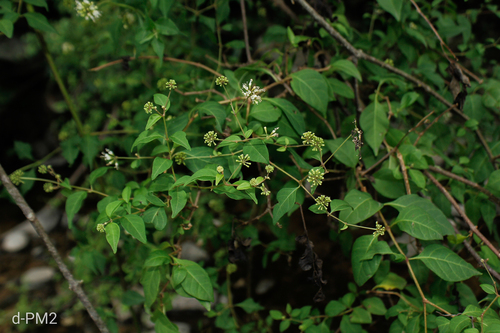 Pisoniella arborescens, photograph 6