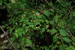 Pisoniella arborescens, photograph (c) Lourdes Mariel Quarin, some rights reserved (CC BY)