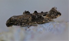 Epermenia albapunctella