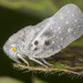 Citrus Flatid Planthopper - Photo (c) solomon hendrix, some rights reserved (CC BY-NC), uploaded by solomon hendrix
