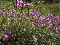 Chamaenerion fleischeri