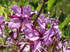 Chamaenerion fleischeri