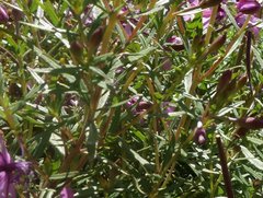 Chamaenerion fleischeri