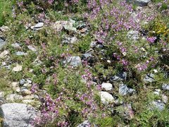 Chamaenerion fleischeri