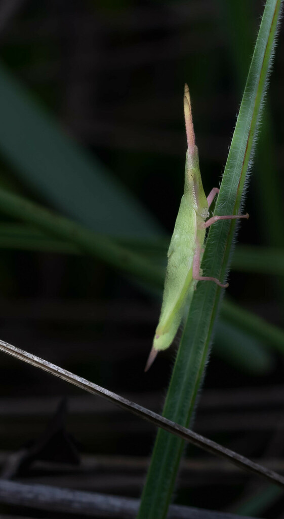 Minorissa volxemi