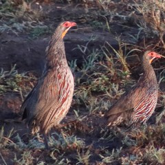 Pternistis rufopictus
