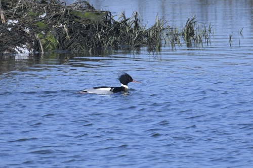 Red-breasted Merganser (Mergus serrator)