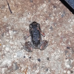 Uperodon taprobanicus