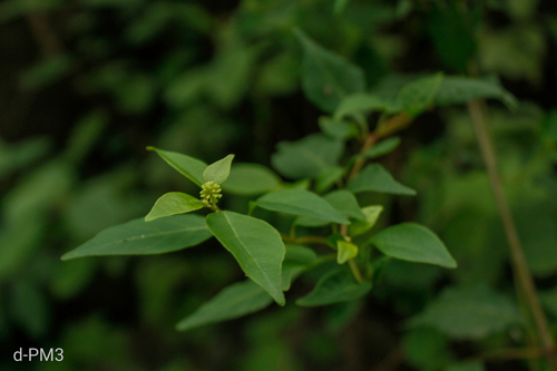 Pisoniella arborescens, photograph 3