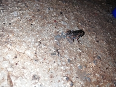 Uperodon taprobanicus