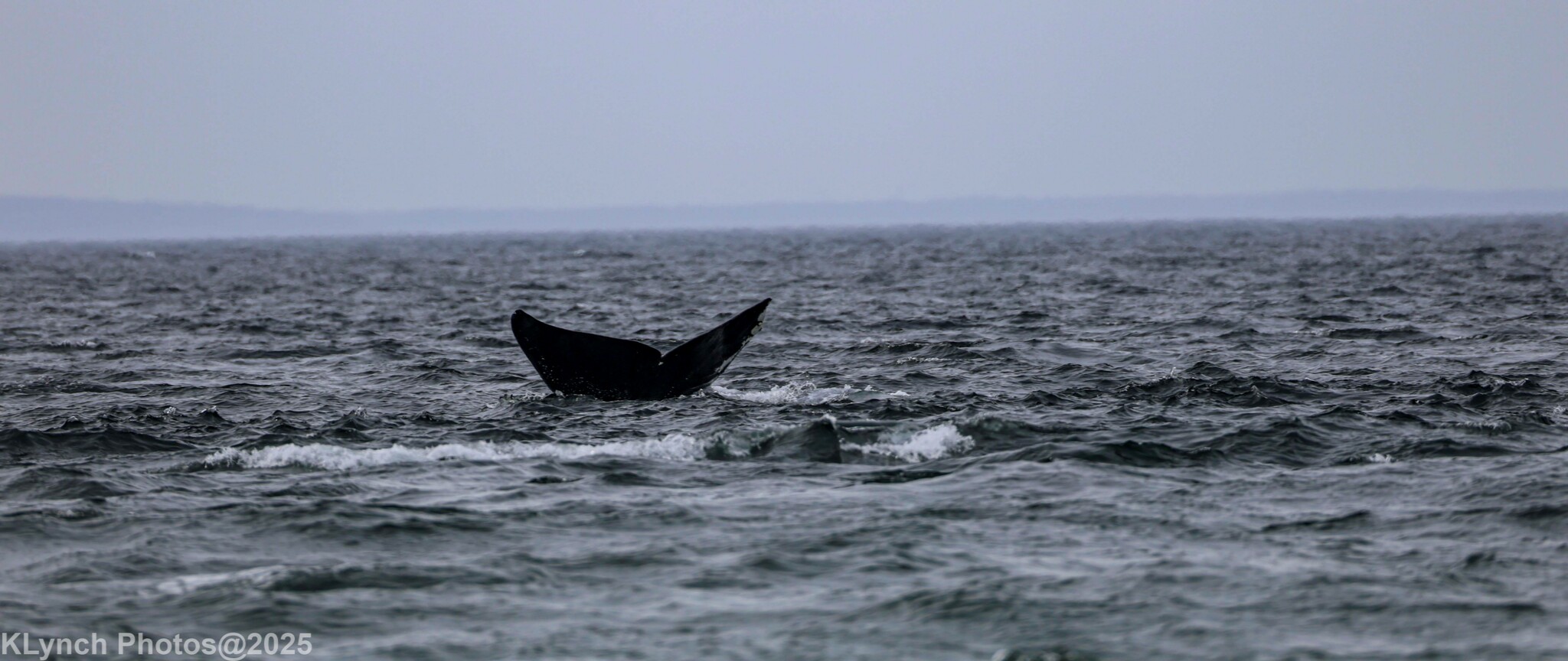Eubalaena glacialis