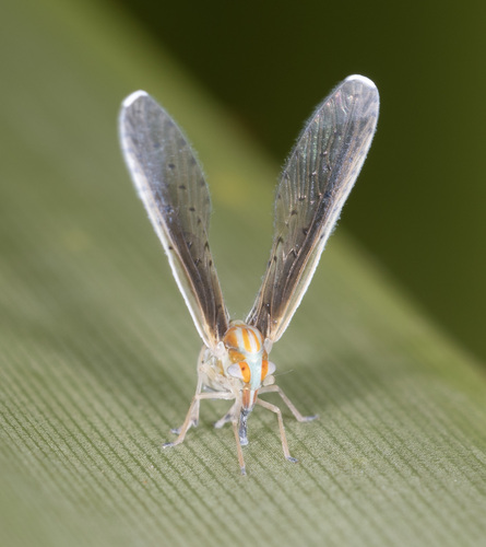 Lydda elongata observed 2025-02-23
