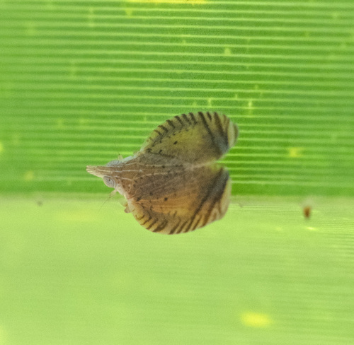 Lophops saccharicida, 2025-02-23