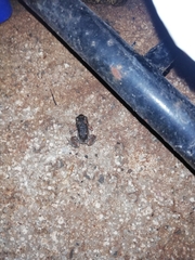 Uperodon taprobanicus