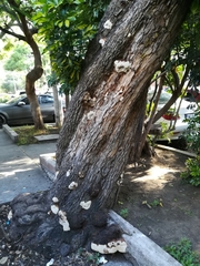 Polyporales