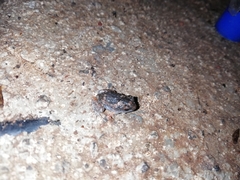 Uperodon taprobanicus