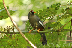 Pterorhinus mitratus