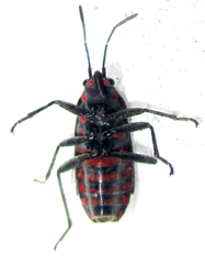 Spilostethus trilineatus