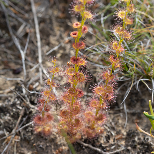 Drosera platypoda