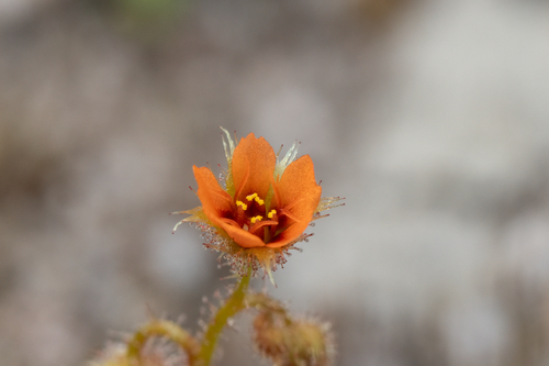 Drosera glanduligera (Drosera glanduligera)
