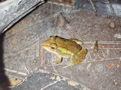 Hoplobatrachus tigerinus