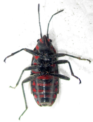 Spilostethus trilineatus