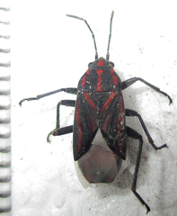 Spilostethus trilineatus